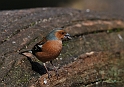 Chaffinch male - I